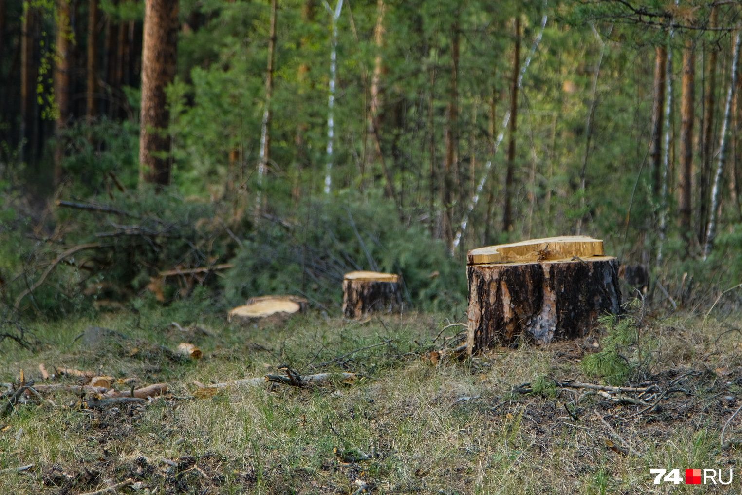 Вырубка лесов в Кузбассе