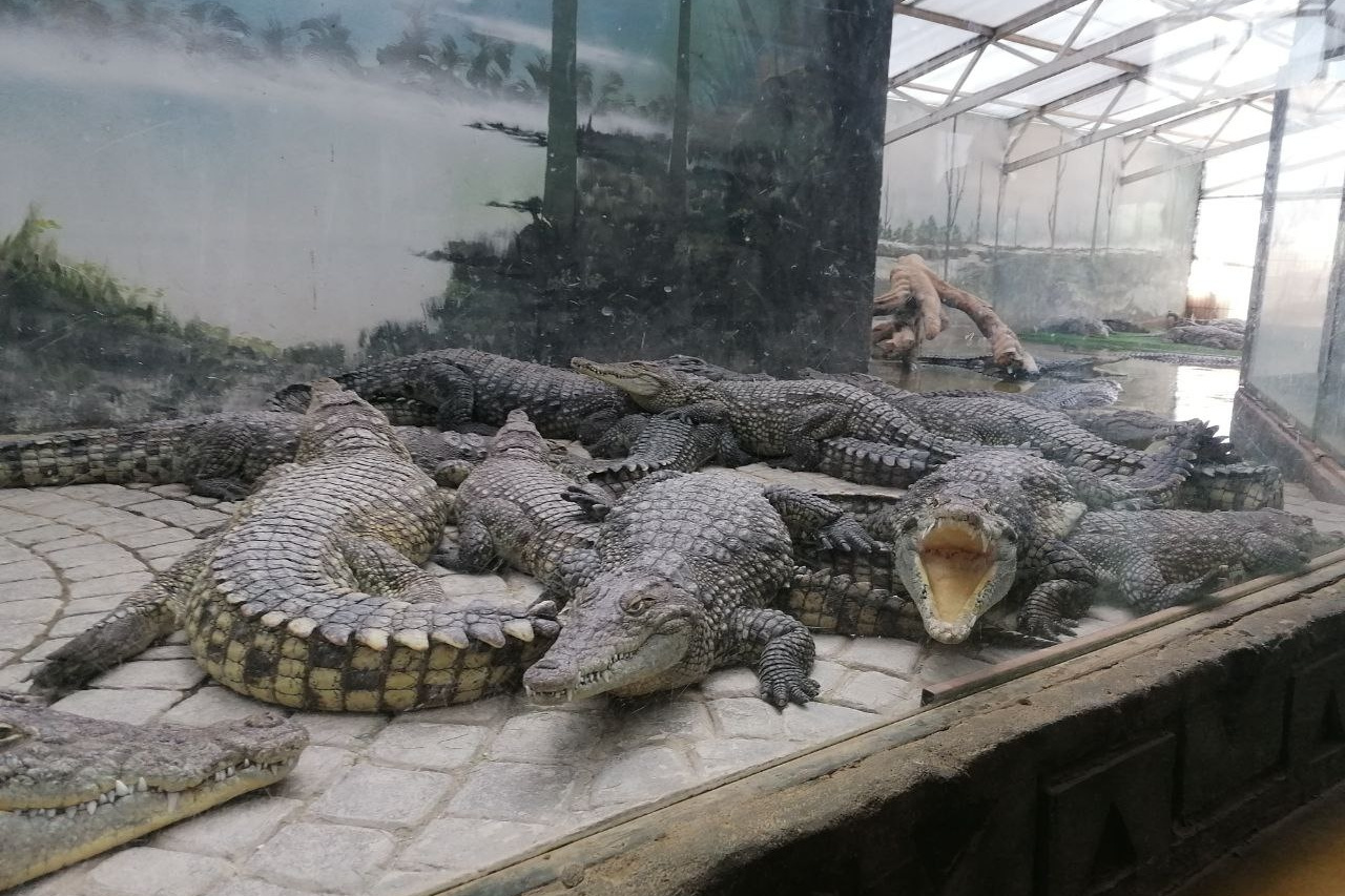 зоопарк крокодил