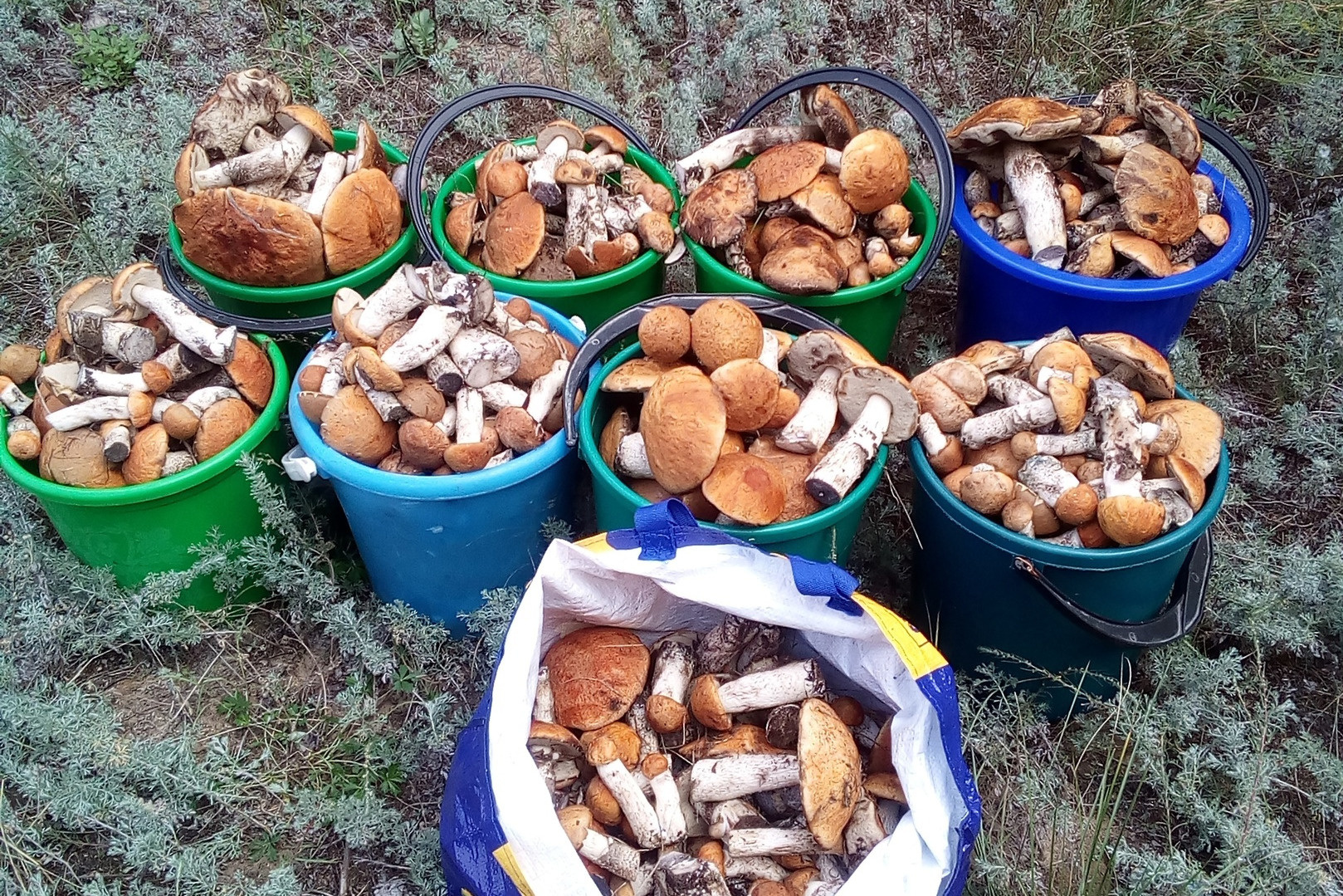 Белый гриб в Волгоградской области