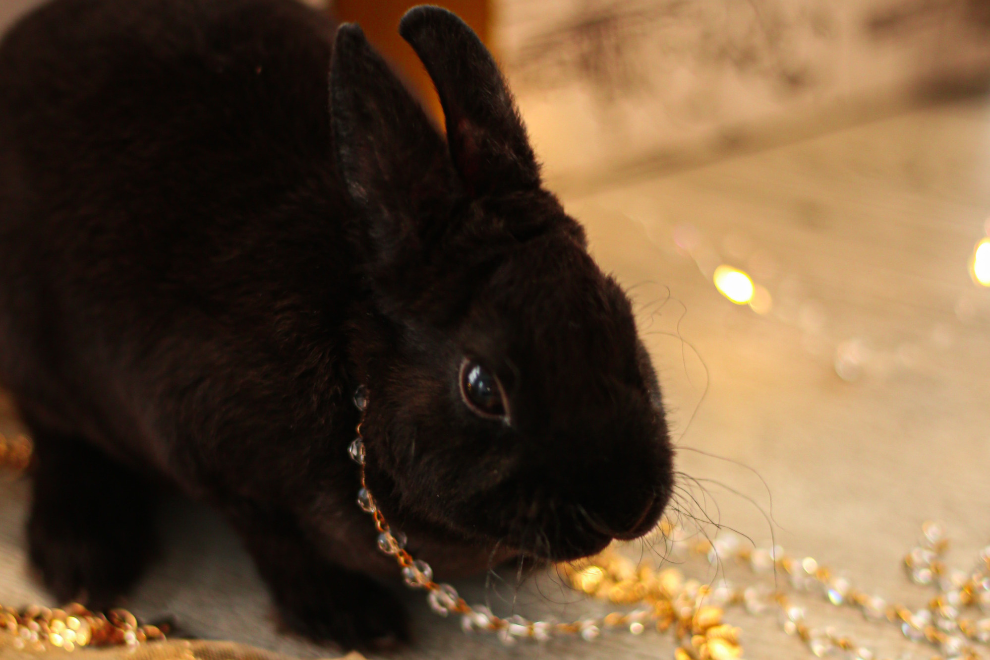Фотосессия на Новый год 2023 года черного водяного кролика