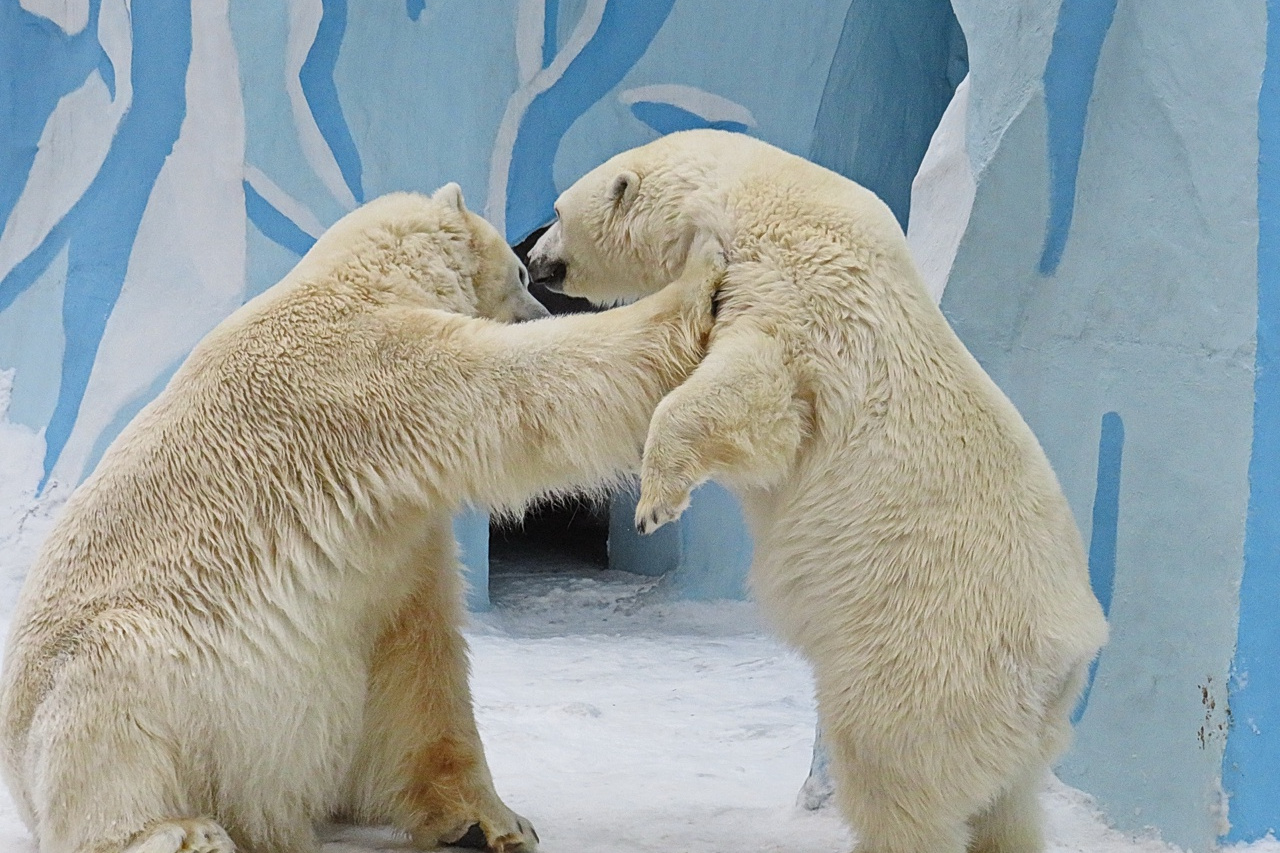 новосибирский зоопарк бурый медведь