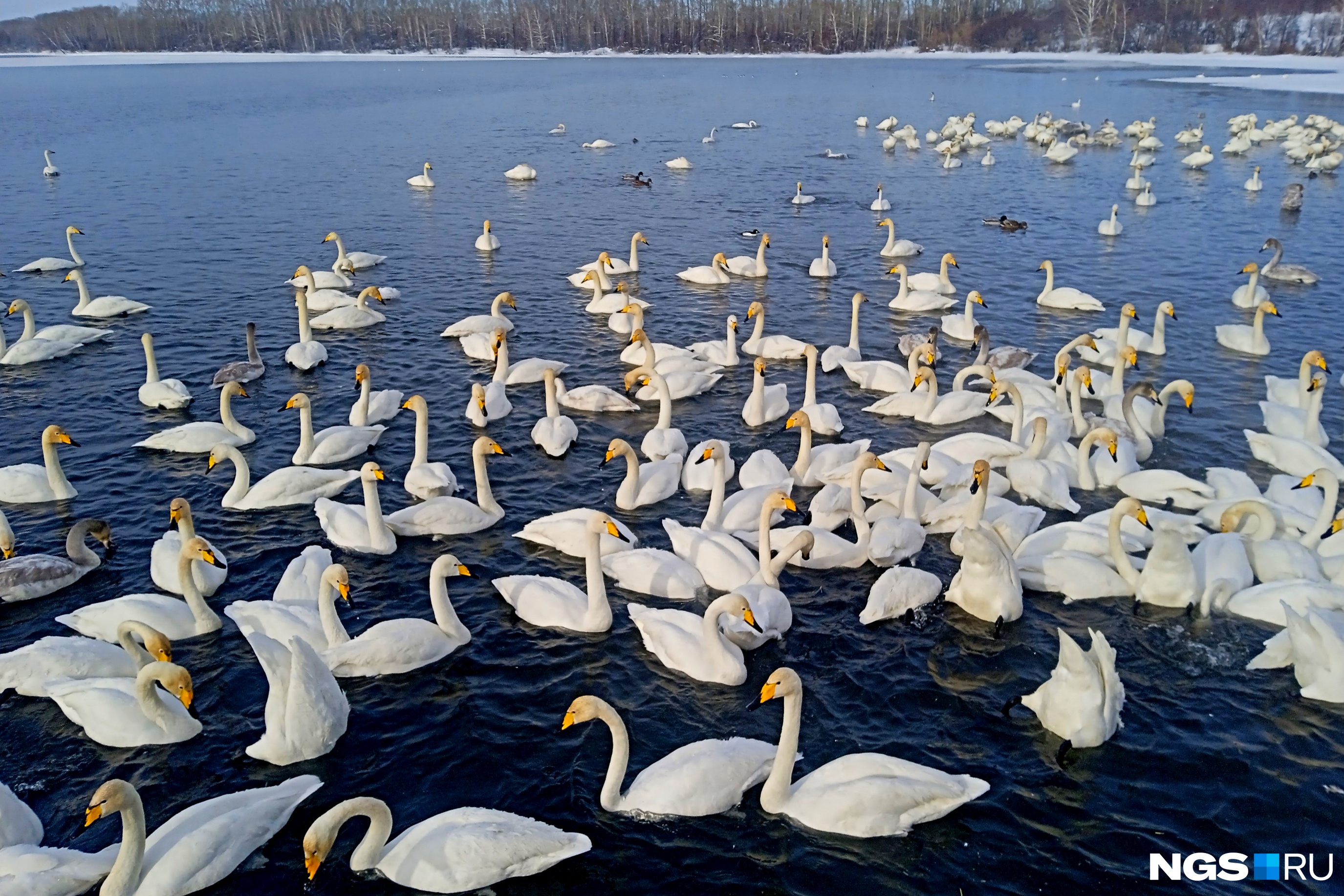 Лебединое озеро Алтай