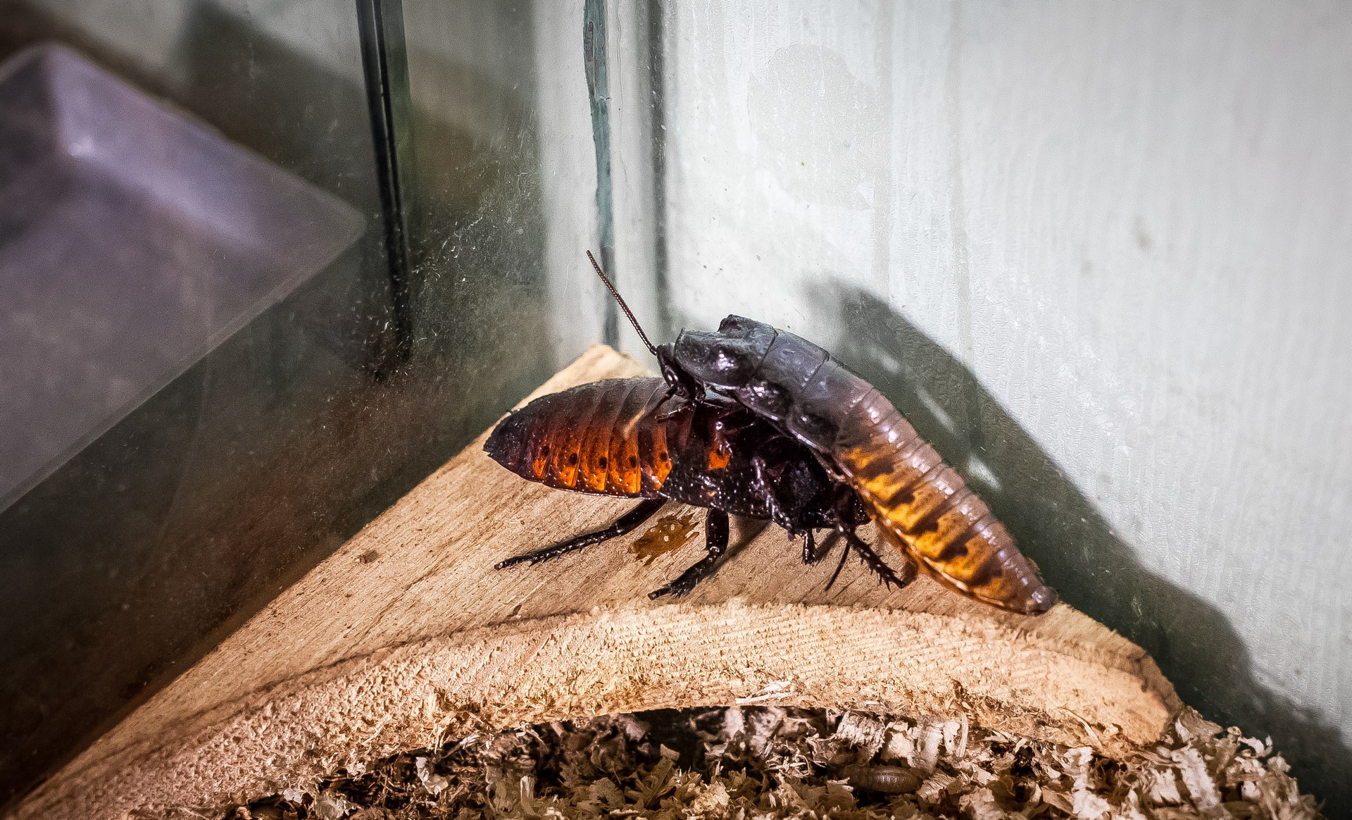 Мадагаскарский таракан черный