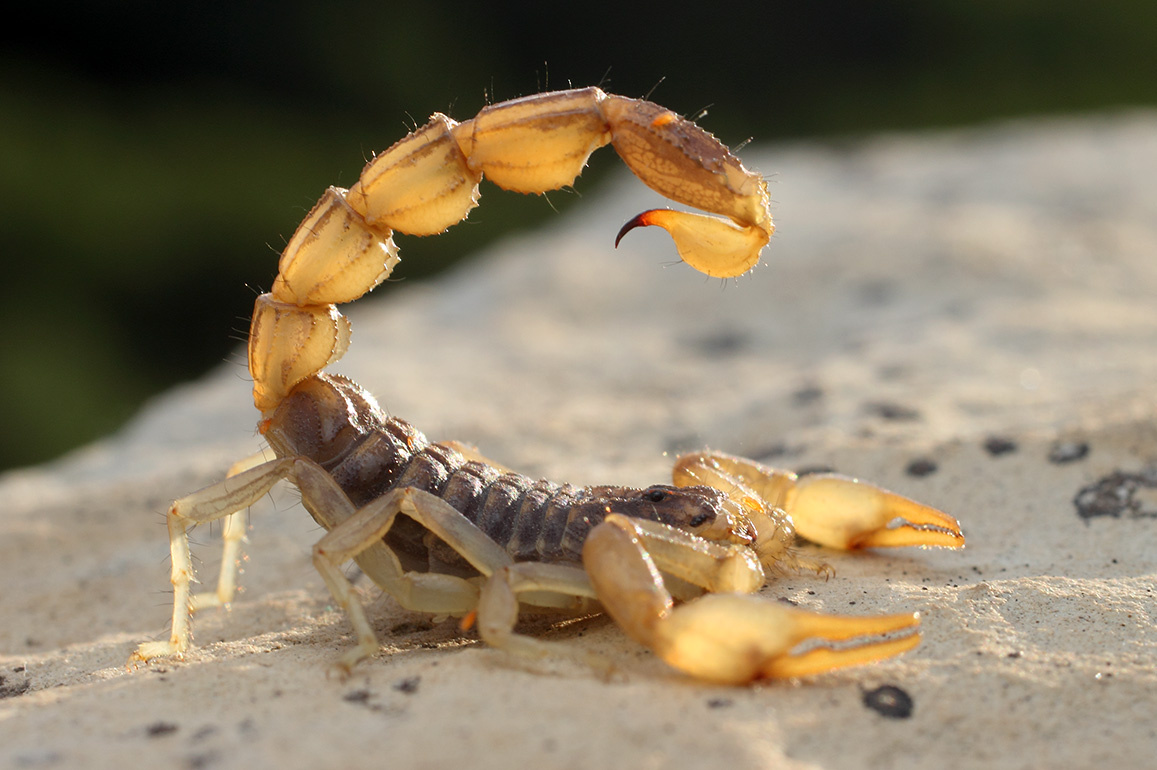 Скорпион Mesobuthus eupeus
