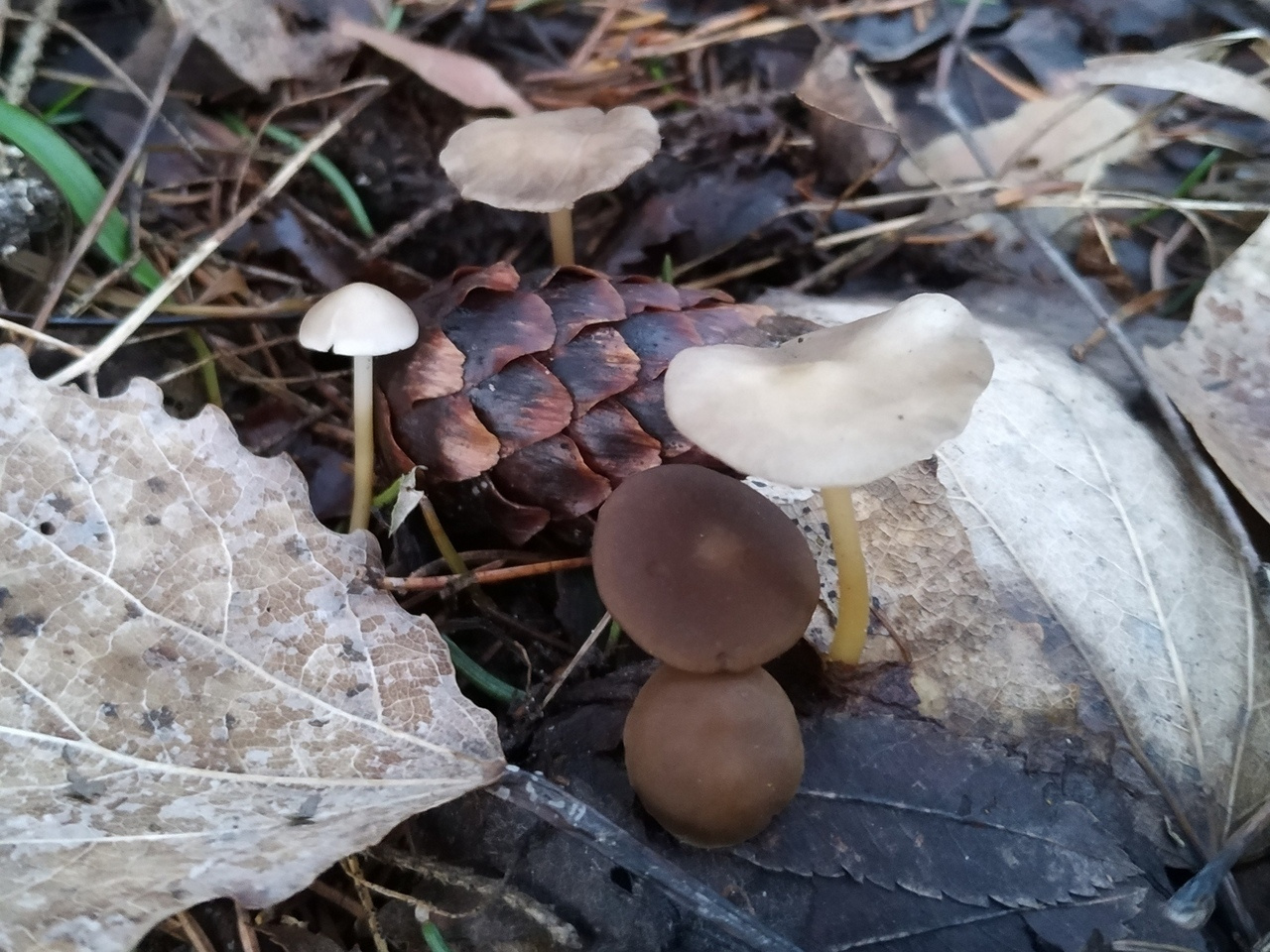 Съедобные грибы растущие в лесу