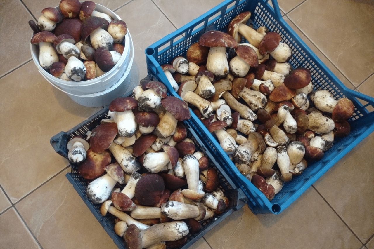 Караканский Бор Новосибирск грибы