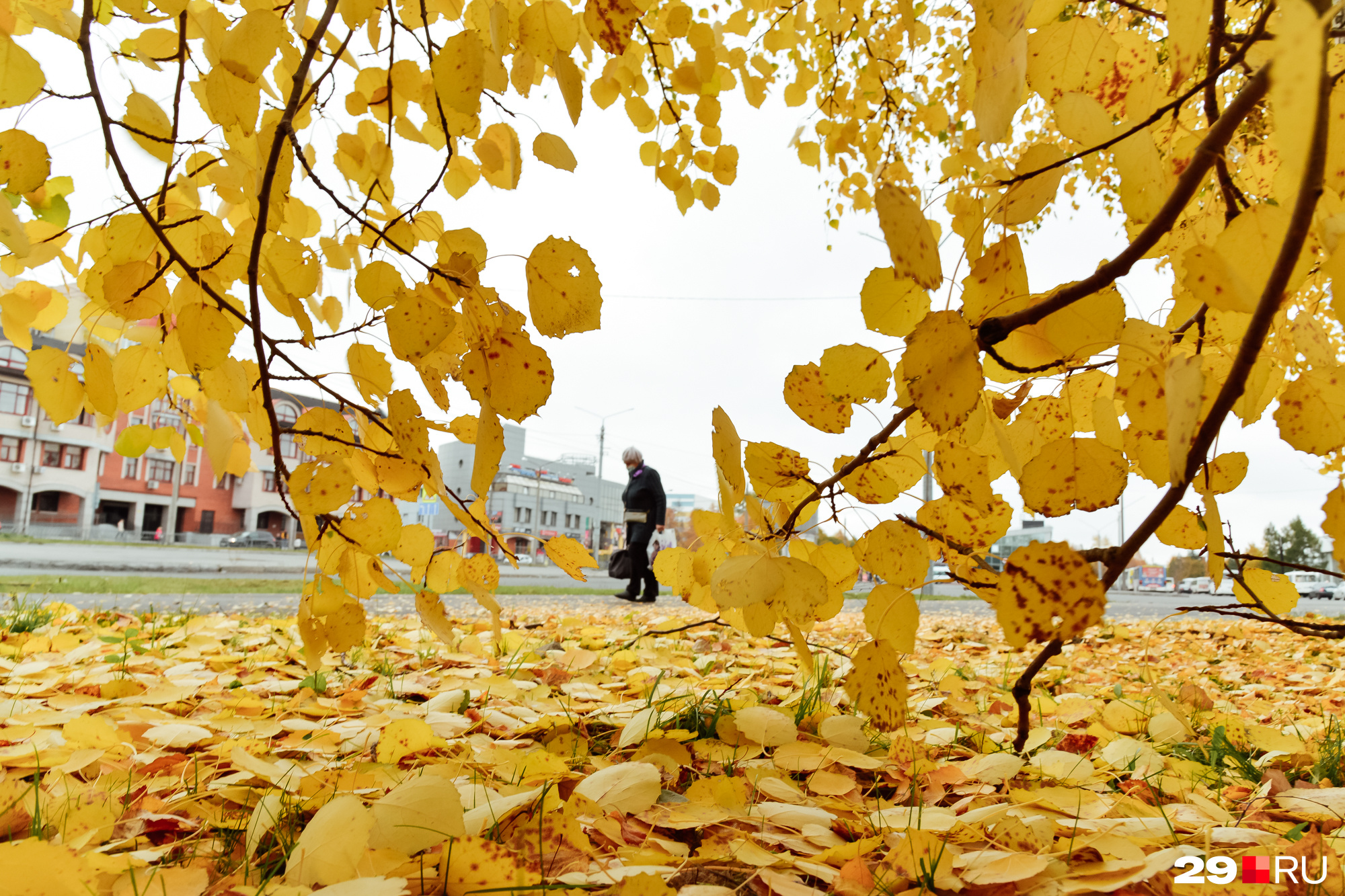 Осень в Архангельске