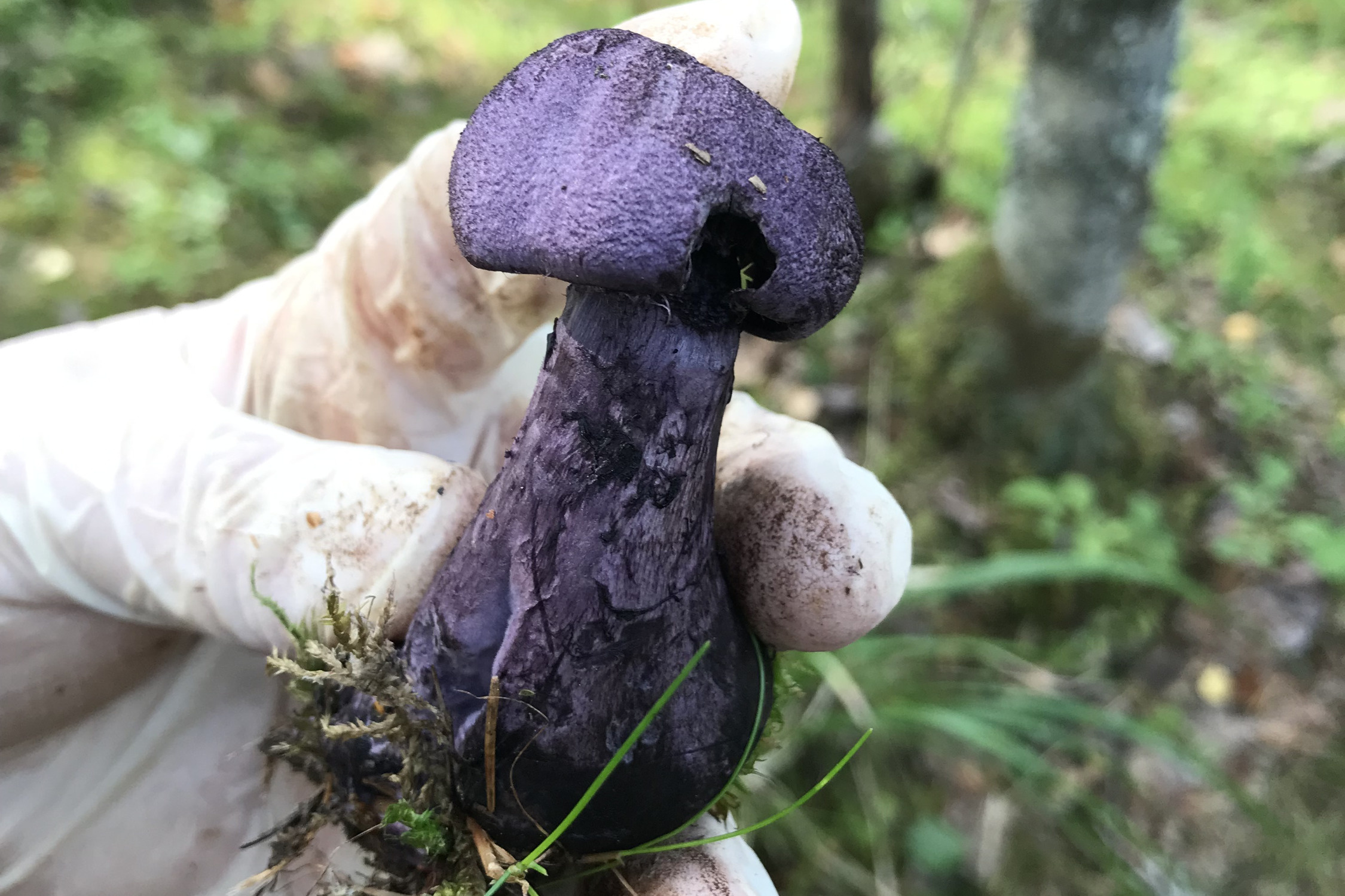 Необычные грибы Сибири
