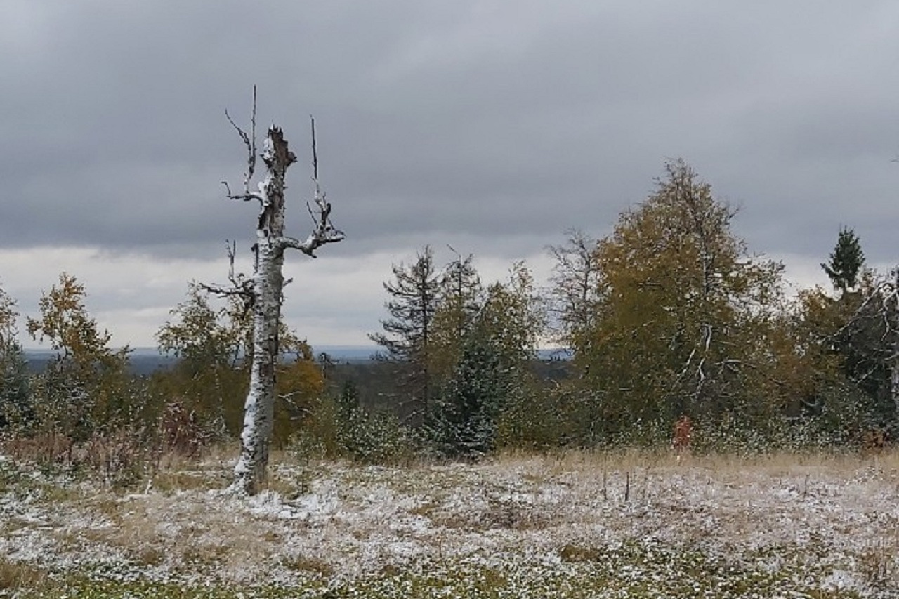 Кемерово снег упали деревья 26 сентября 2021 фото