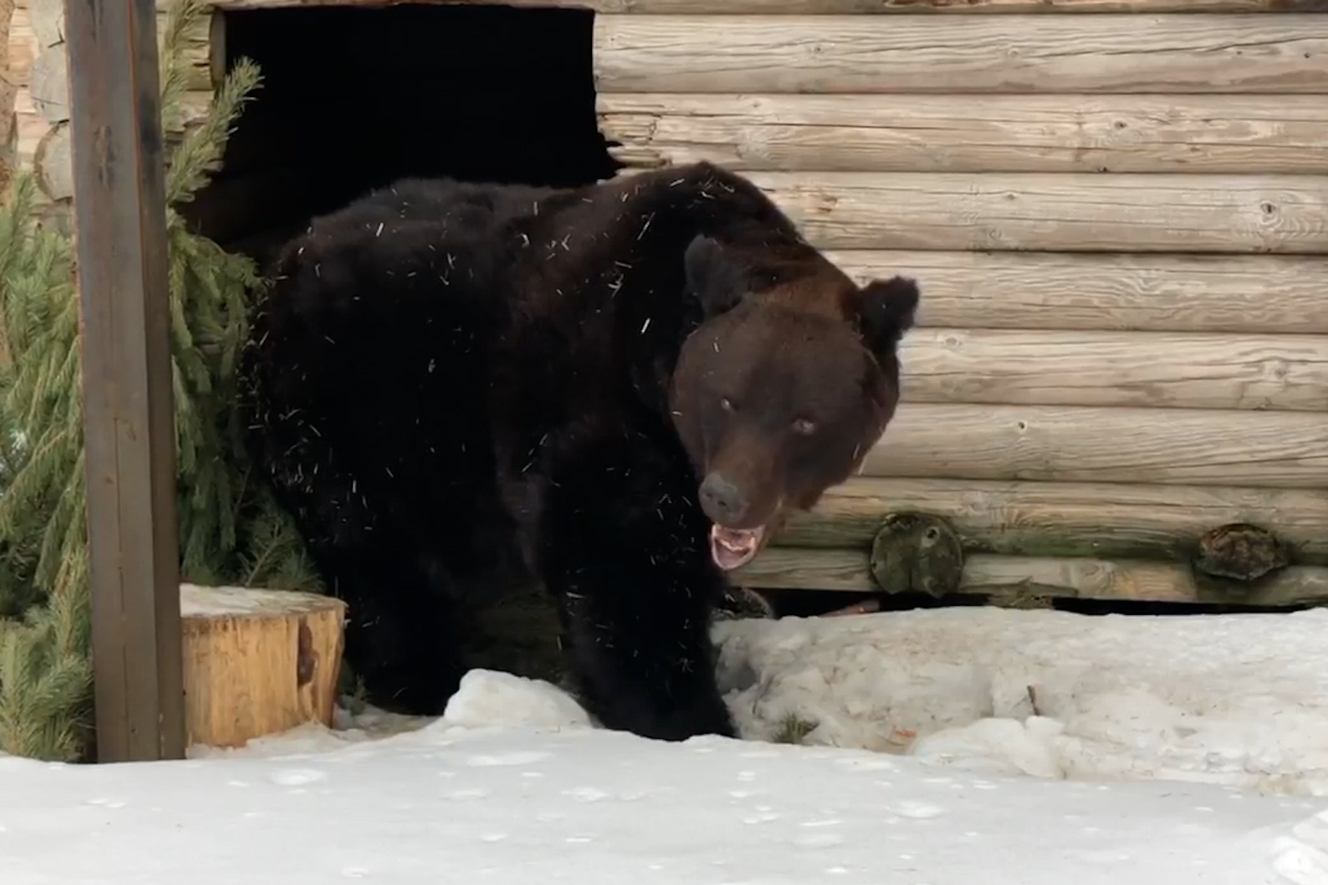 животные челябинского зоопарка