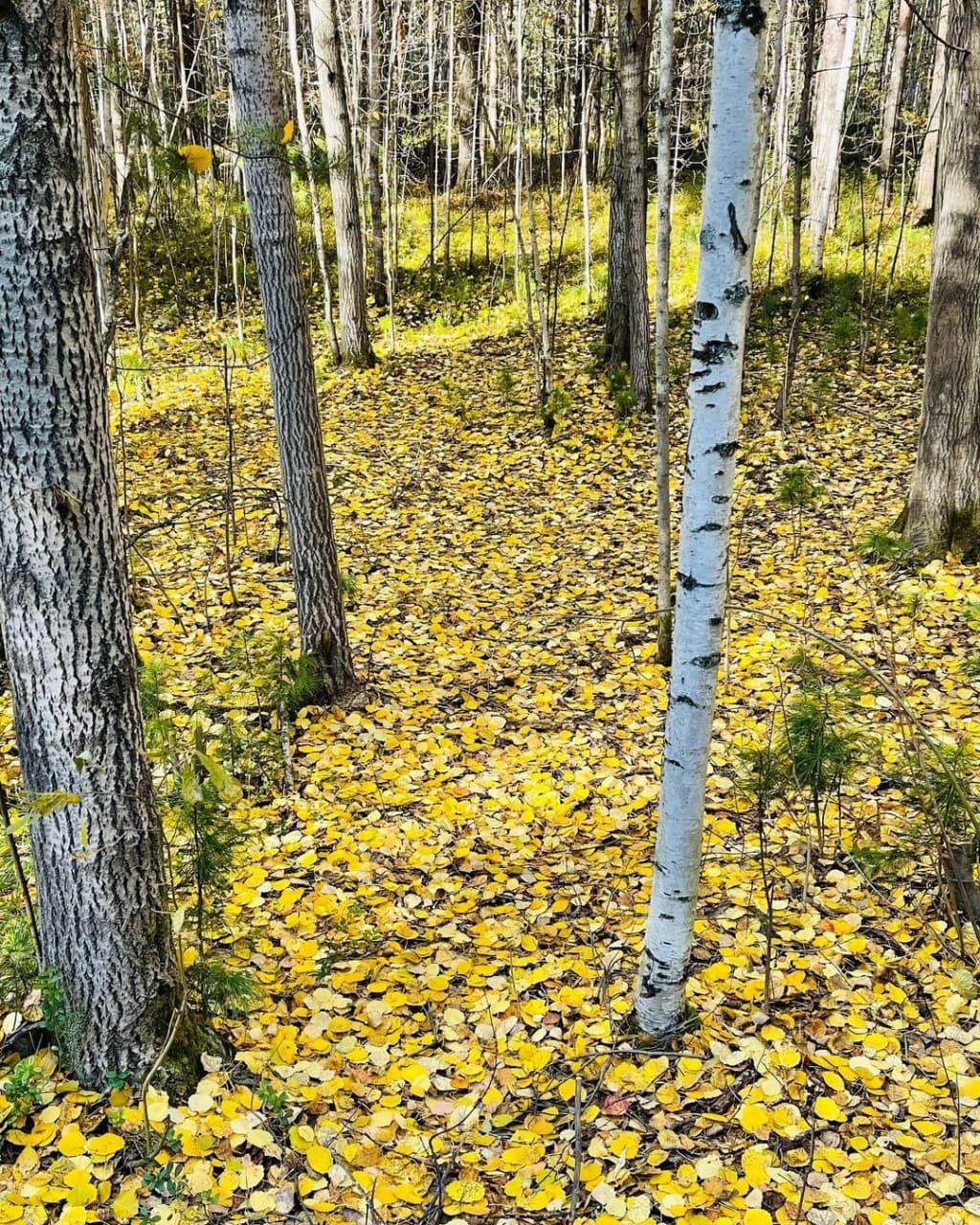 Осень в ХМАО