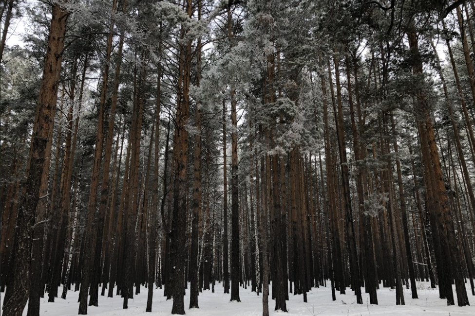 Гагаринский парк тюмень карта