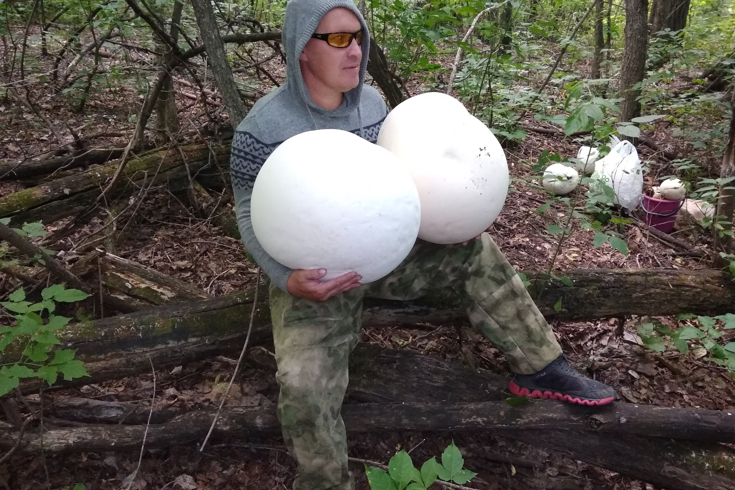 огромные дождевики грибы фото