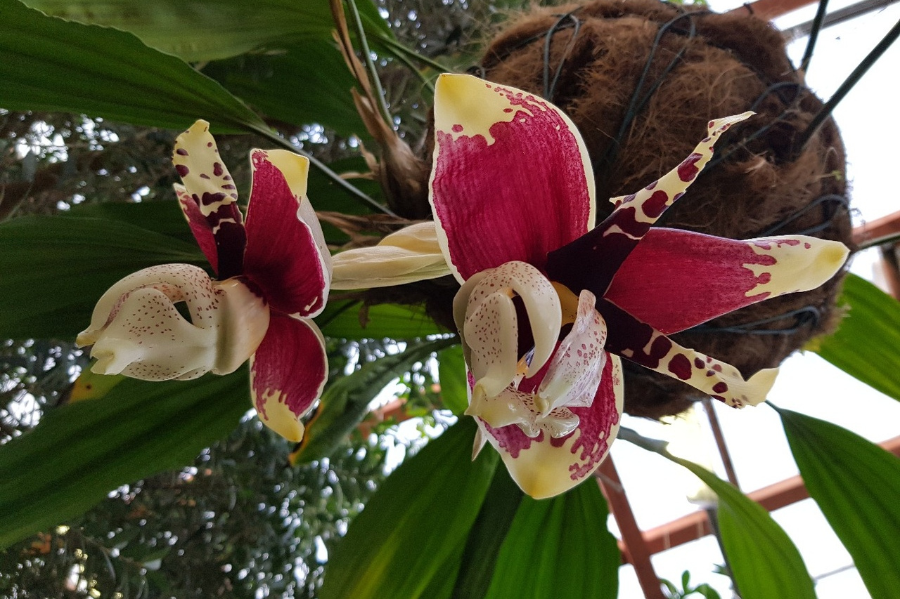 Орхидея бык стангопея