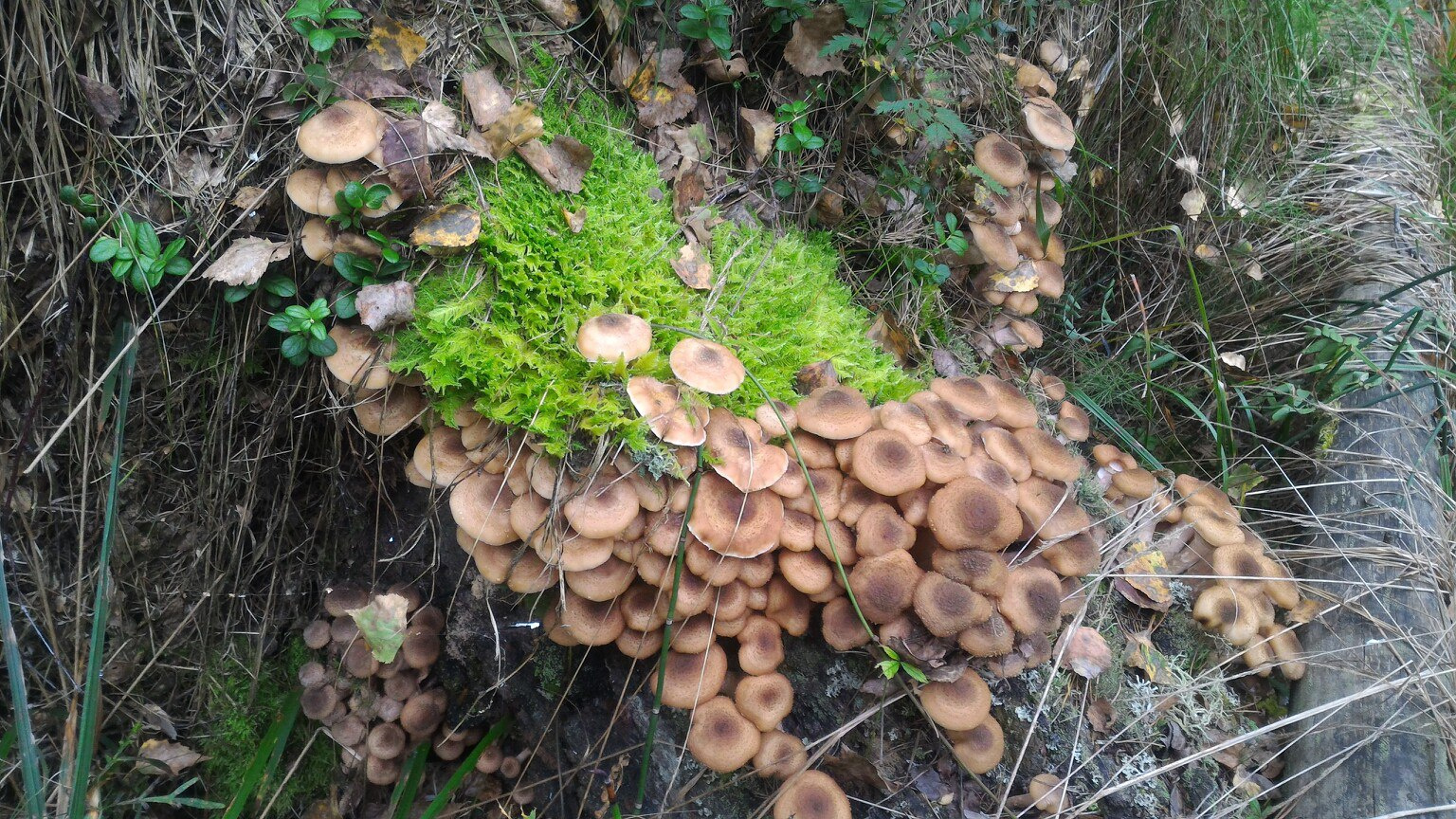 Кудряшовский Бор Новосибирск грибы