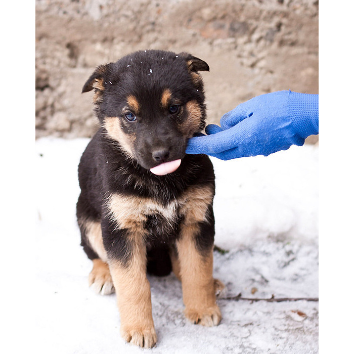 Двортерьер Собака Фото Цена – Telegraph