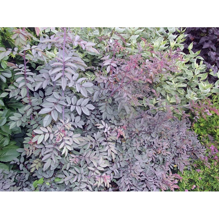 Роза Сизая Фото И Описание – Telegraph