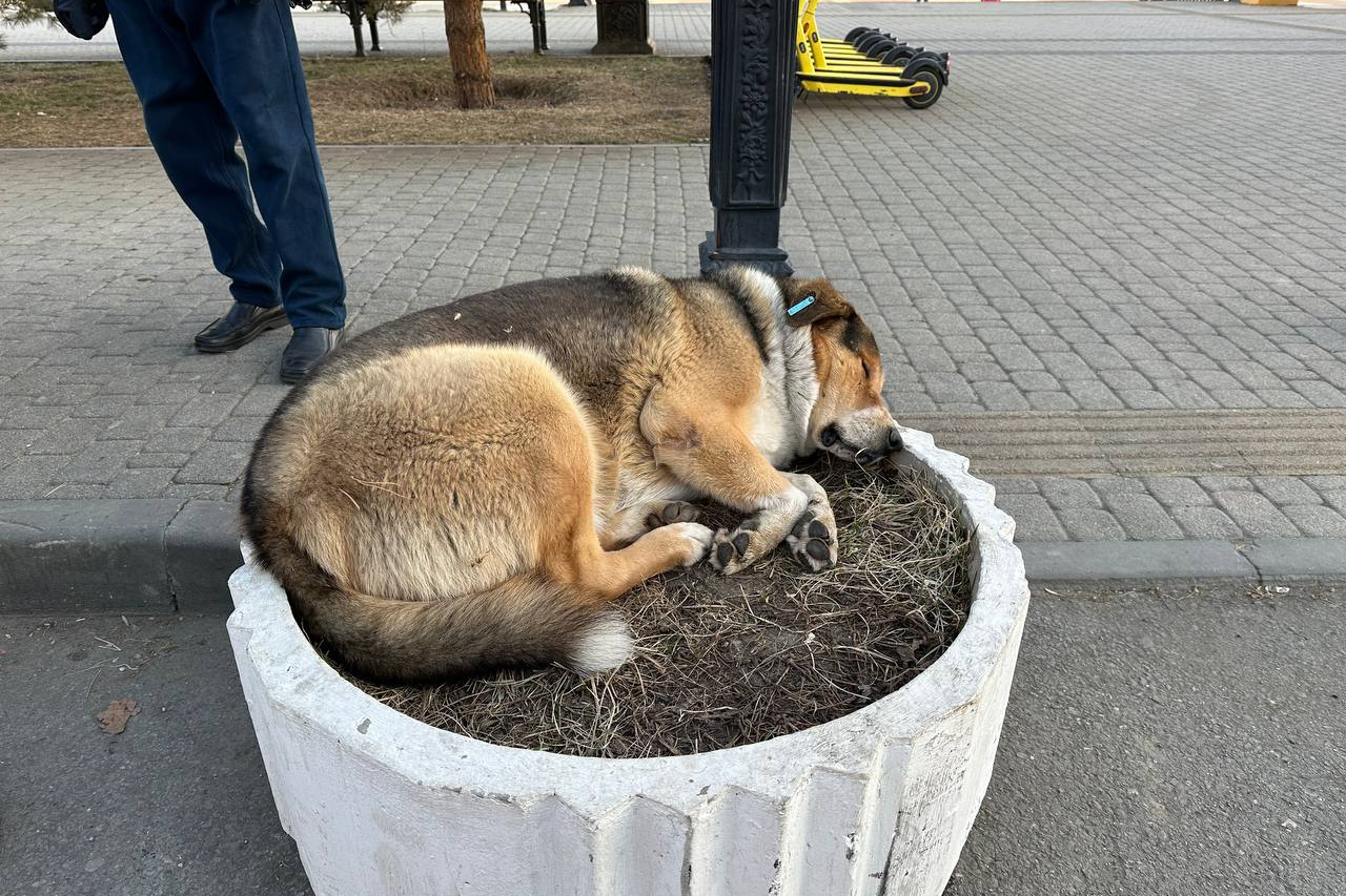 Собака бездомная