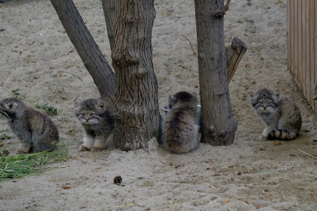 кот в зоопарке манул