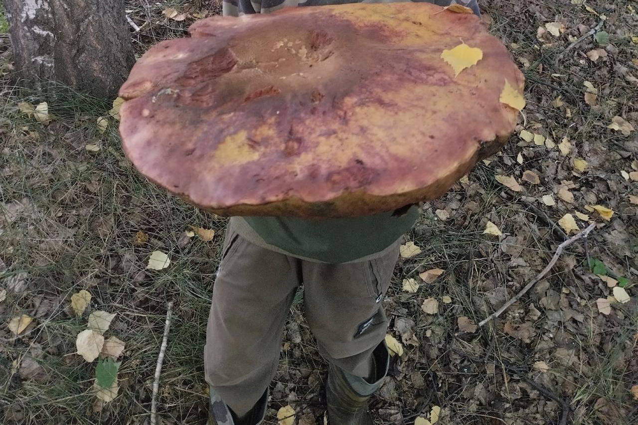 Боровик Волчий Boletus Lupinus