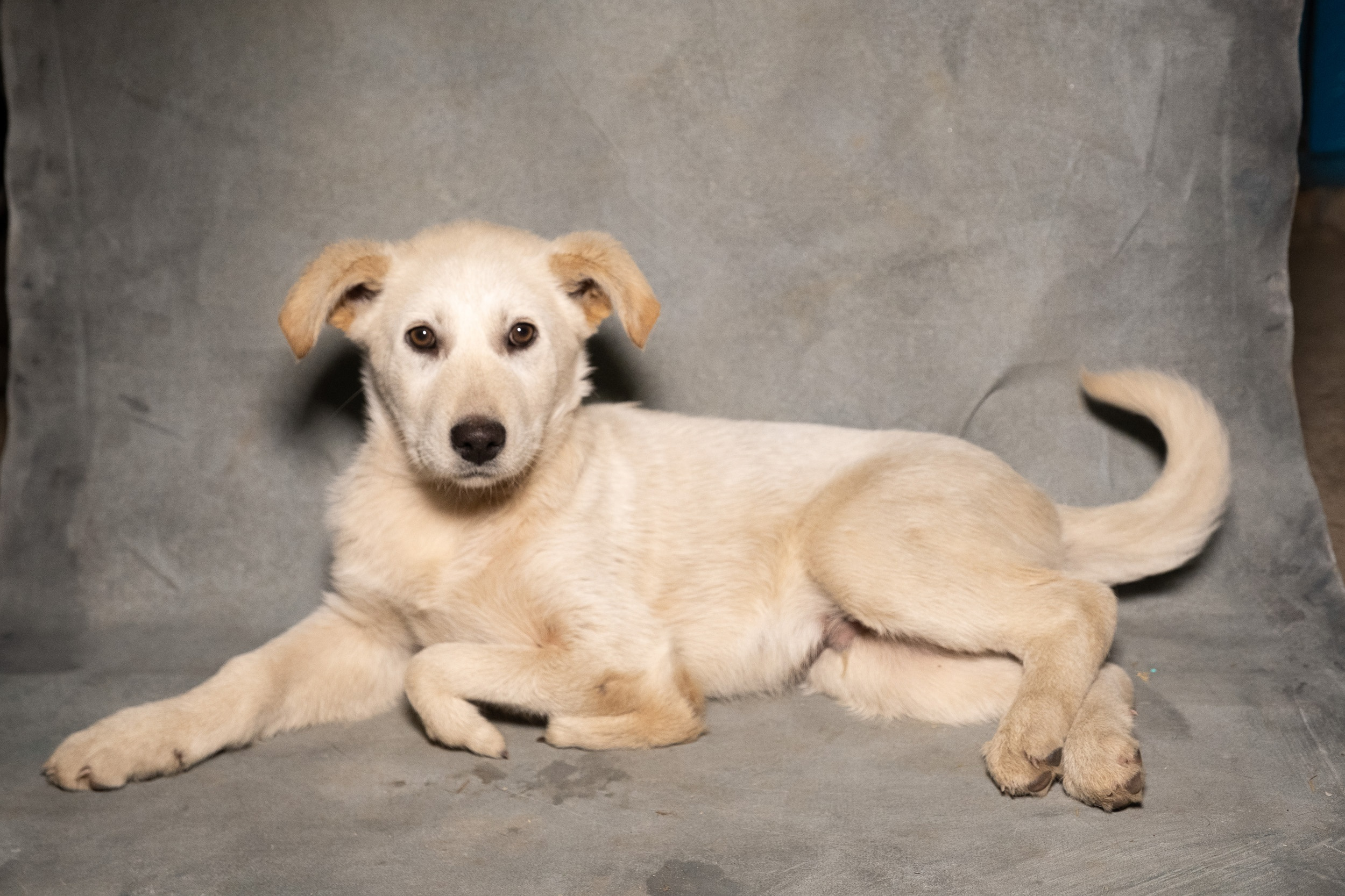 2. йоркширский терьер