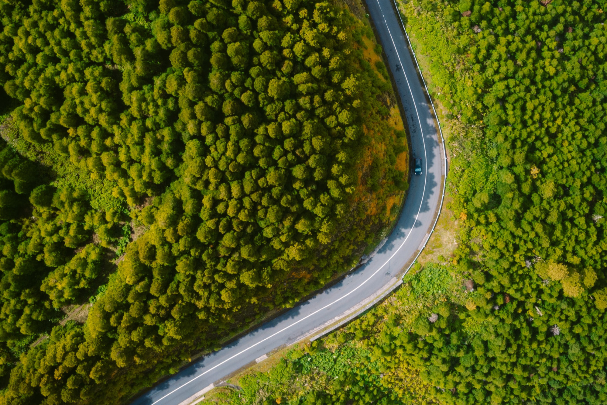 Turn trees. Дорога в лесу вид сверху. Лес шоссе вид сверху. Лес на заставку рабочего стола вид сверху. Хвойный лес сверху HD.