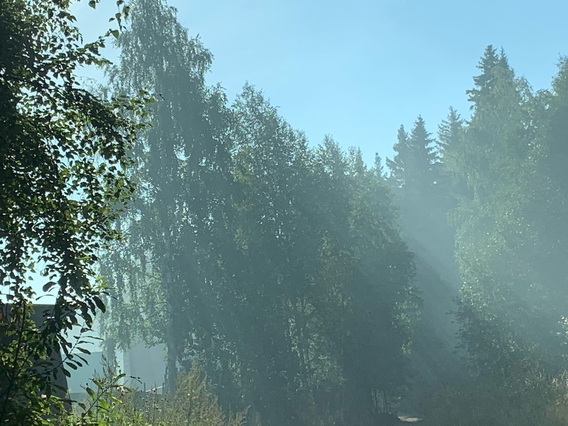 Деревья в дымке от пожара