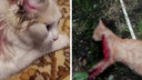 «Приходят домой, истекая кровью»: уральцы пожаловались на соседа, который отстреливает домашних животных