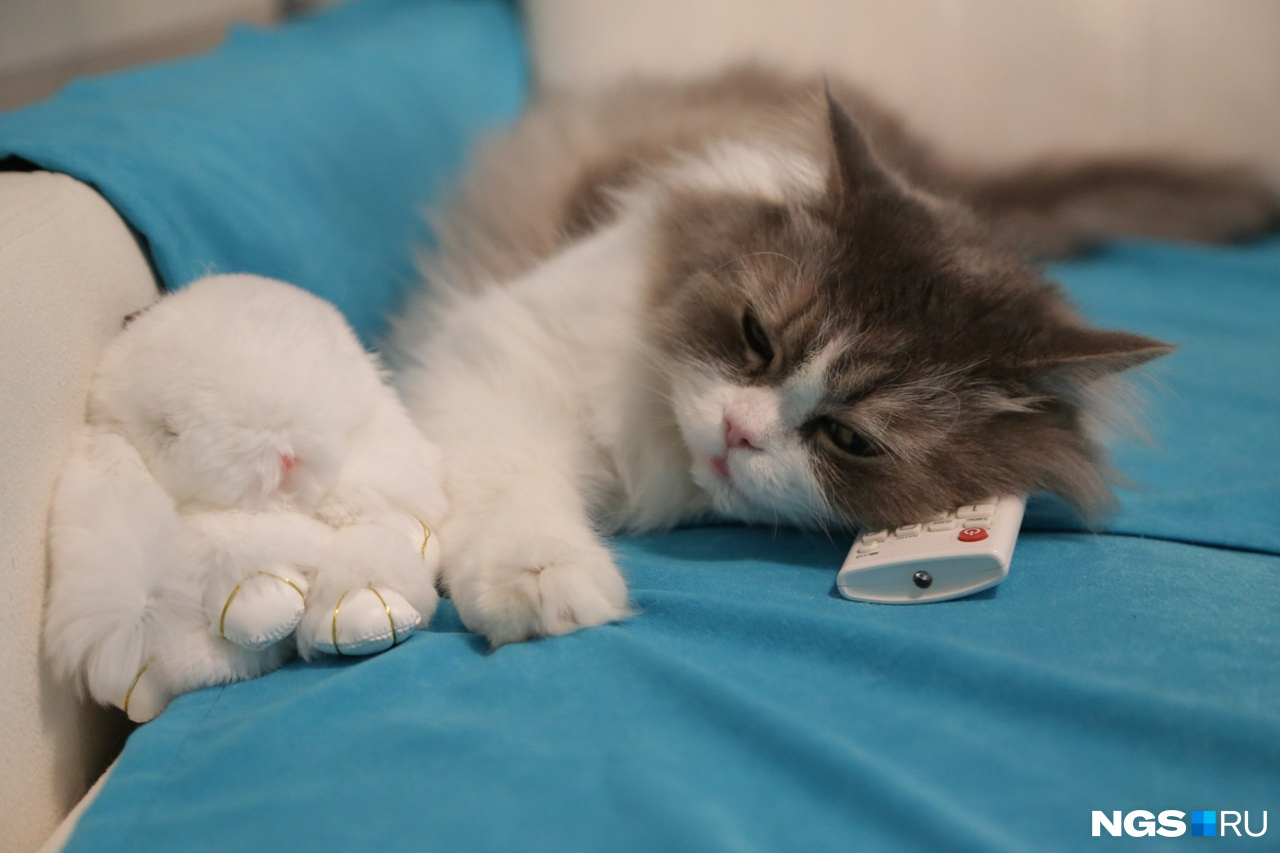 Снятся ли кошкам сны и почему кошки мяукают во сне