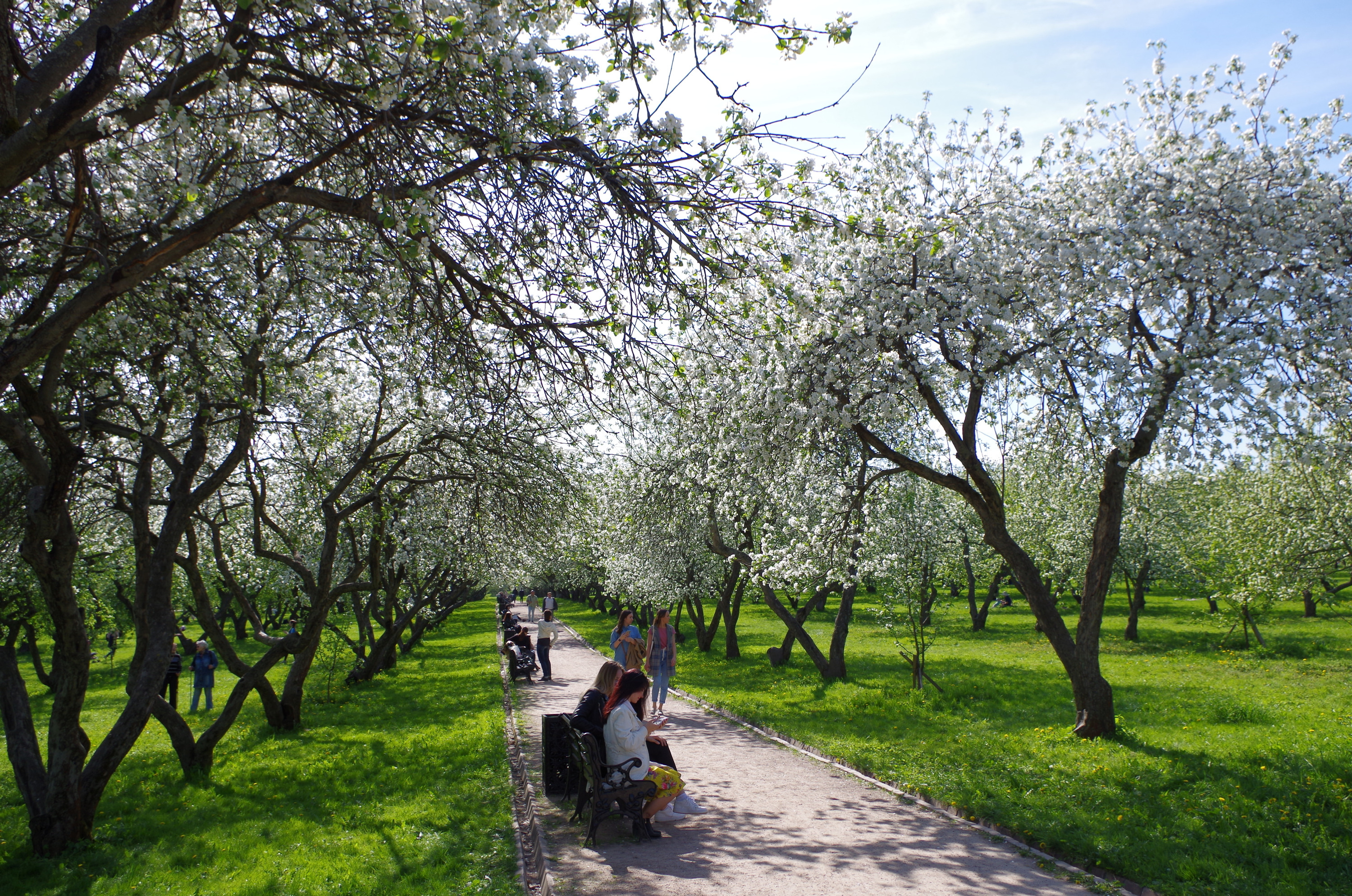 Яблоневые сады в столичных парках