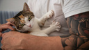 «Такая булка прикольная». Как животные выбирают себе человека — репортаж из приюта с 54 кошками