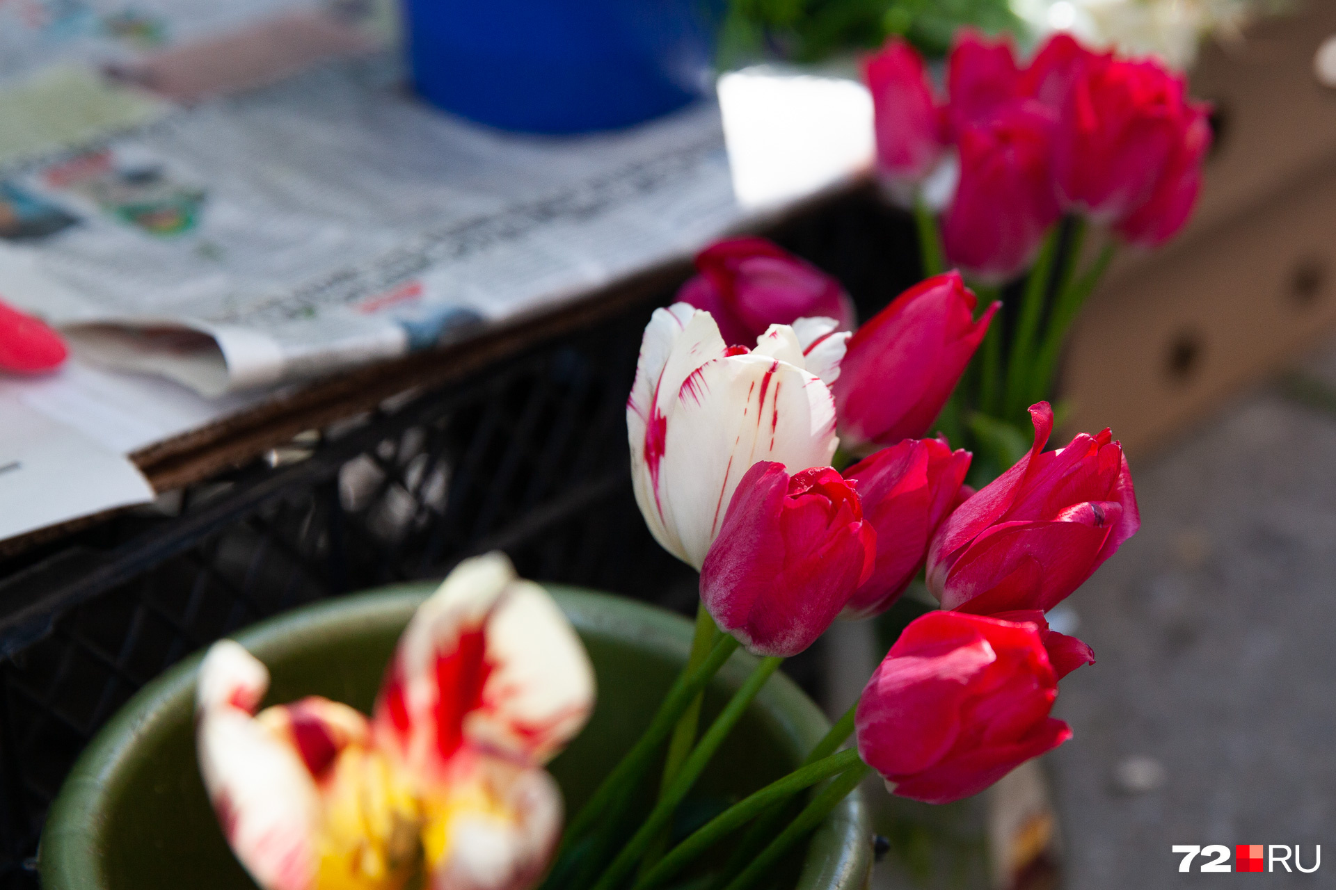 тюльпаны на гидропонике. цветы к 8 марту. теплица для выгонки тюльпанов. теплица тюльпан. тюльпаны тюмень.