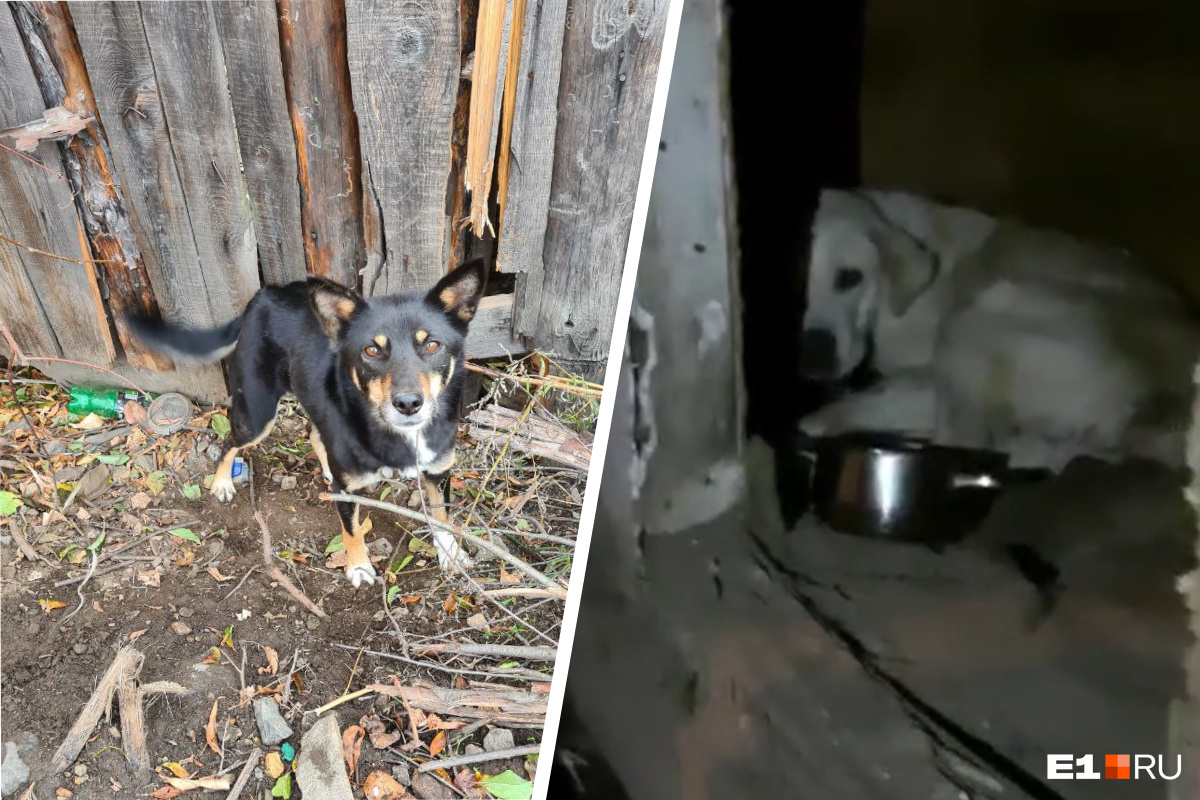 «Зачем он их мучает?» В Екатеринбурге нашли полный двор истощенных собак: болезненное видео