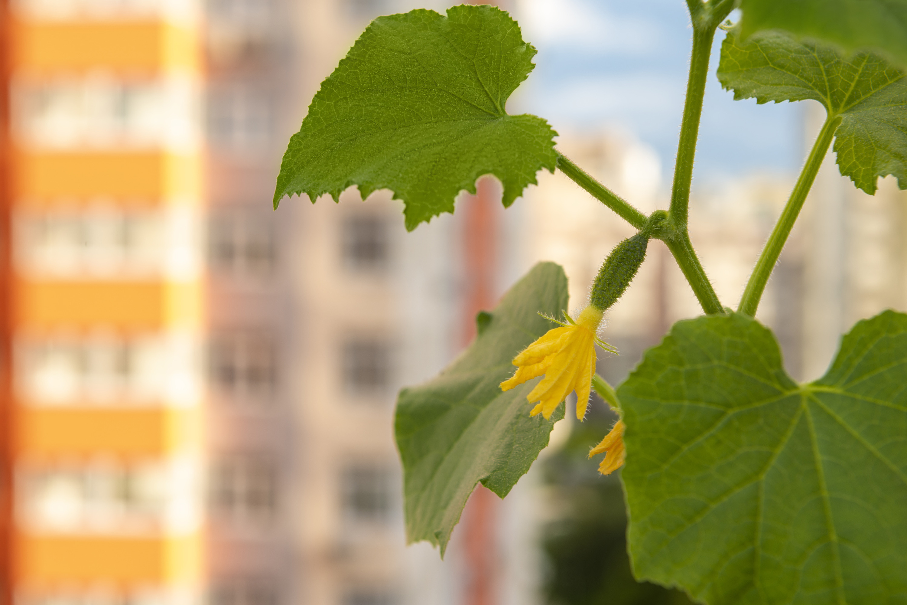 Что можно вырастить на балконе, как вырастить на балконе огурцы, помидоры,шпинат, листья свеклы февраль-апрель 2022 года. Огород на балконе - 27февраля 2022 - НГС