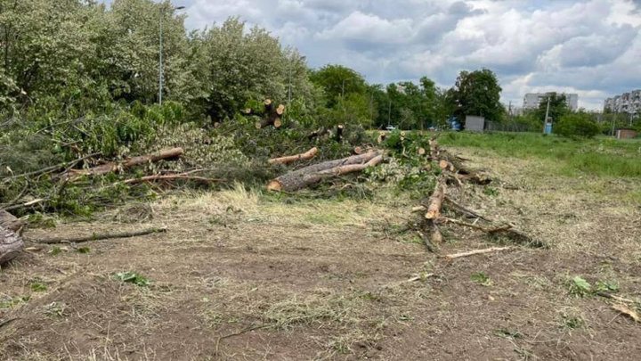 За вырубку деревьев на Гидрострое хотят завести уголовное дело — ущерб превысил 30 млн рублей