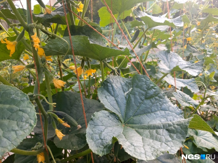 Огурцы горчат, помидоры гниют на кустах: как спасти урожай в разгар сезона — простые правила