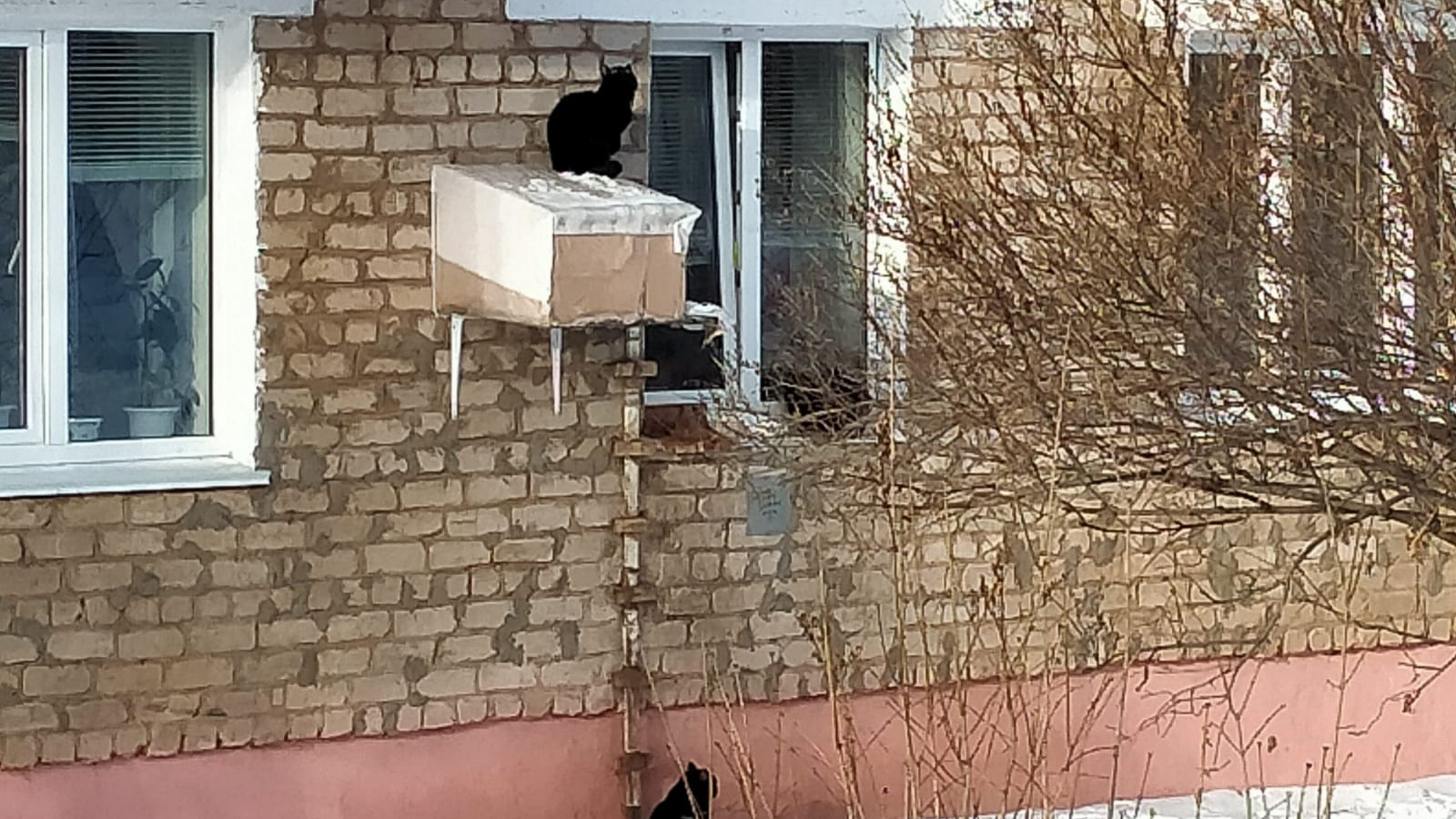 Отдел добрых дел: в Башкирии появился первый «скворечник» для кошек