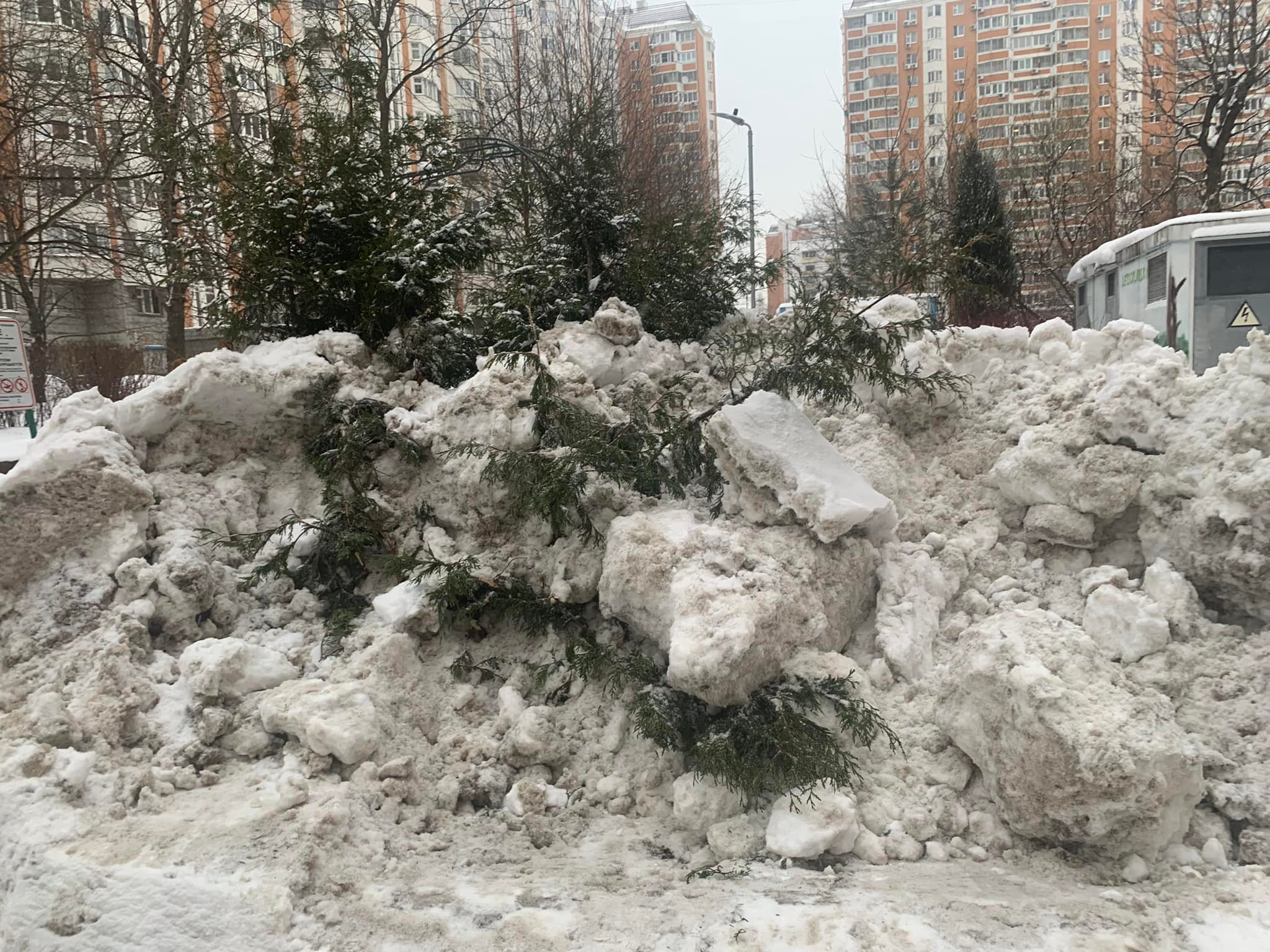 Коммунальщики заботливо «укрыли» ели снегом Коммунальщики заботливо «укрыли» ели снегом