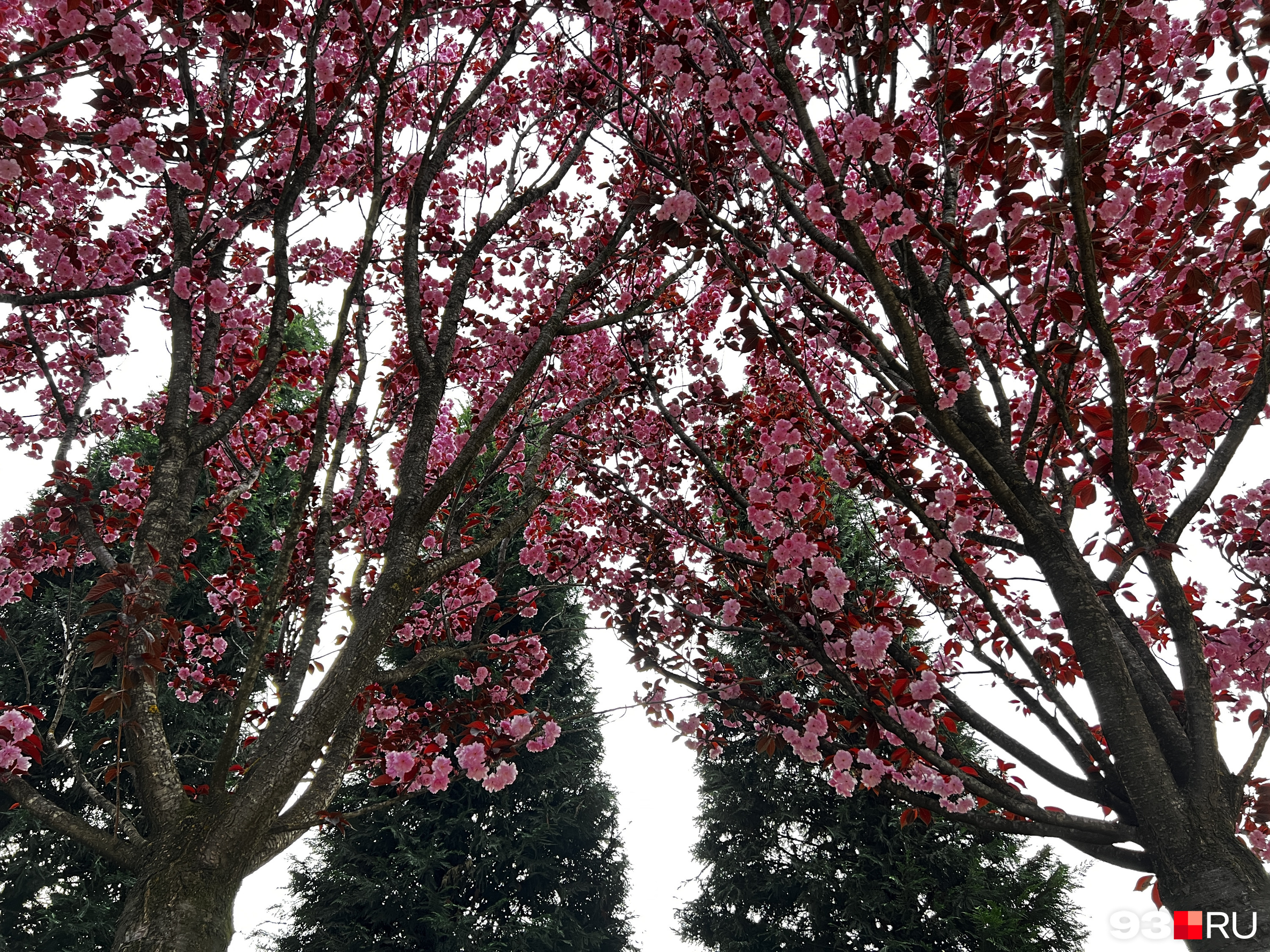 Как цветет сакура фото в краснодаре