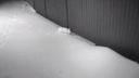 Белоснежный заяц повадился ходить к новосибирцу на дачу — забавное видео