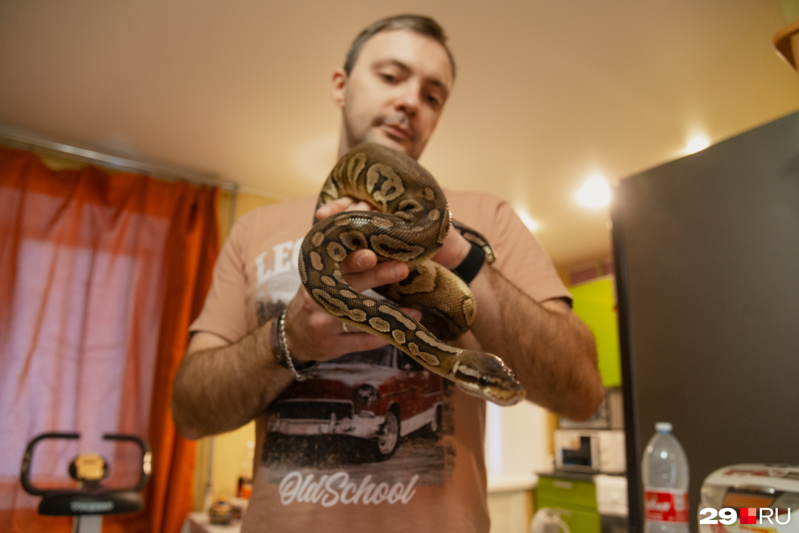 Не у каждого горожанина на кухне есть питон