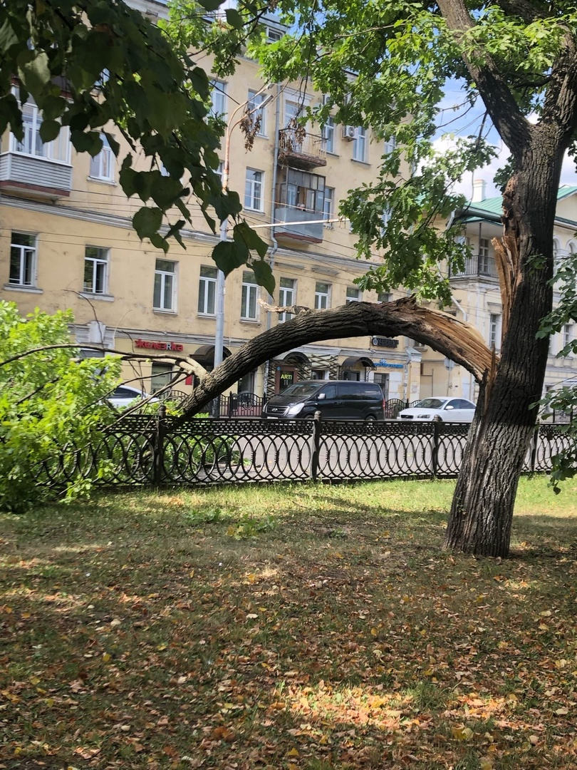 Очевидцы говорят, что о дерево упало с сильным треском