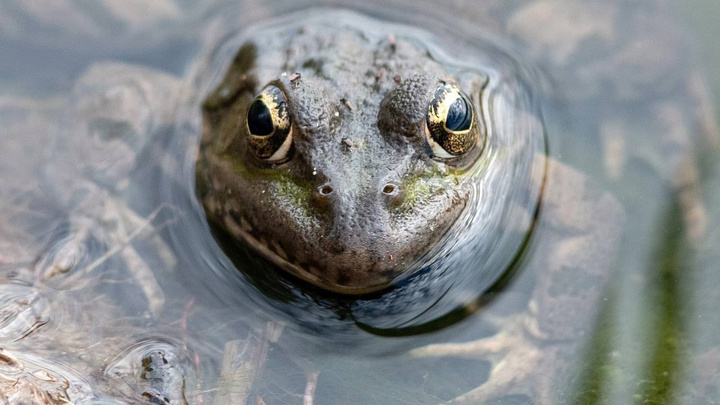 От жаб можно подхватить бородавки? 12 вопросов о здоровье, на которые не все знают ответы