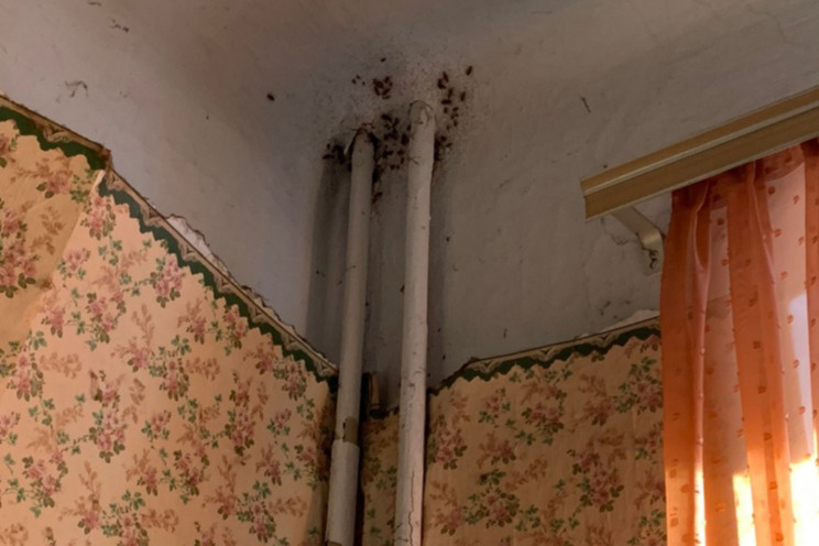 Тараканы на стене дома