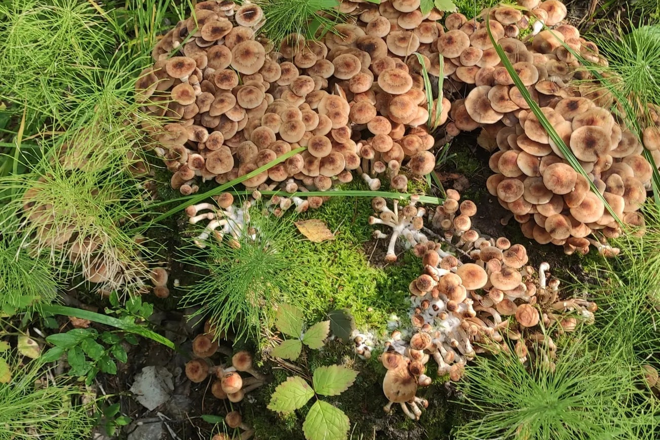 Где отыскать осенние опята в Тюмени, какие грибы сейчас можно найти вТюменской области - 3 сентября 2022 - 72.ru