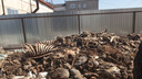 Курганская компания хранила туши убитых животных прямо на улице