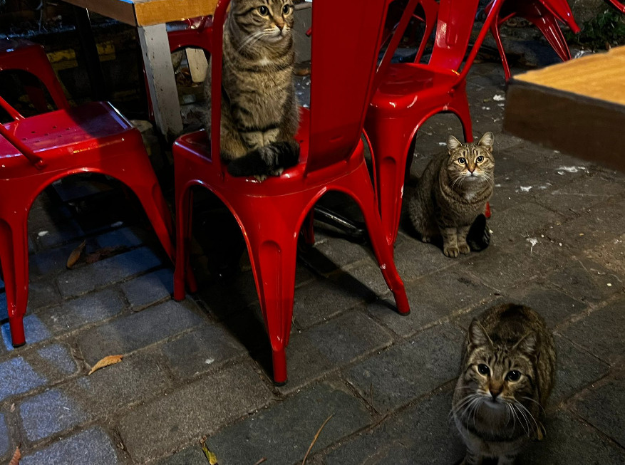 Турецкие котики