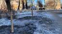 «Работы пока не оплачены»: мэрия Кургана прокомментировала высадку деревьев московской фирмой