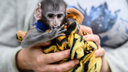 Ковид — от летучих мышей, оспа — от обезьян: почему болезни животных стали нам угрожать и будет ли новая пандемия