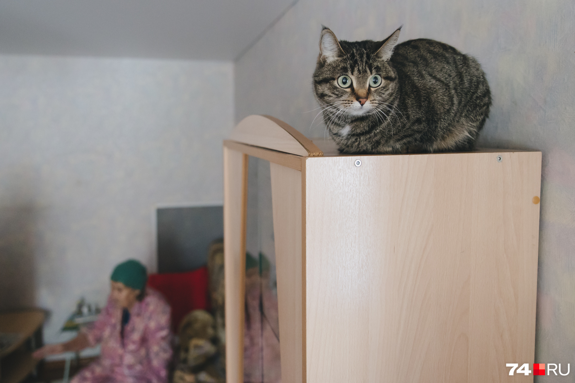 Кот Валентины Петровны поселился на высоком шкафу: на полу холодно Кот Валентины Петровны поселился на высоком шкафу: на полу холодно